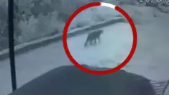 ਸੰਗਰੂਰ ਜ਼ਿਲ੍ਹੇ 'ਚ 'ਤੇਂਦੂਆ ਨਜ਼ਰ ਆਇਆ'