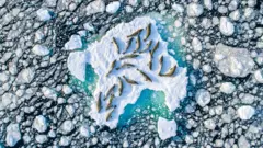 An aerial view of a number of seals resting on top of an ice float in the Antarctic
