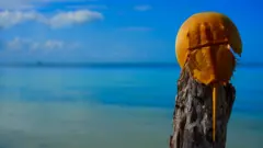 Мечехвост