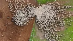 ภาพฝูงแกะจากมุมสูง