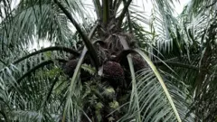 Palm Oil