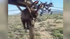 Медведь на проводе