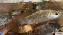 বাংলাদেশে কিভাবে বাড়ছে মাছের উৎপাদন?