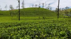 மலையகத்தை முடக்கிய பெருந்தோட்ட தொழிலாளர் போராட்டம்