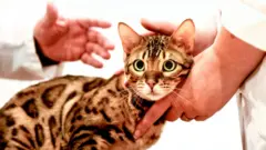 Бенгальский кот