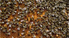 Bee Hive
