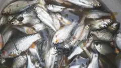 পুকুর থেকে ধরা পুঁটি মাছ।
