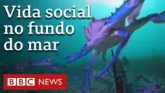 Câmera subaquática revela atividade e interação de caranguejos com animais marinhos na costa da Austrália