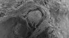 විශාල කරන ලද රූපයකින්, නූලෙහි අඹරන ලද තන්තු දැකිය හැකි විය.