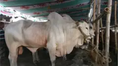 কোরবানির ঈদ ছাড়া বছরের অন্য সময়ের জন্য গরু পালনে আগ্রহ কম দেশের কৃষক ও খামারিদের।