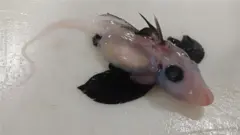 A newly-hatched deepwater ghost shark