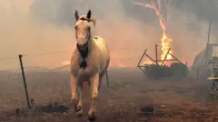 ਆਸਟਰੇਲੀਆ ਦੇ ਜੰਗਲਾਂ ਦੀ ਅੱਗ Australia bushfires