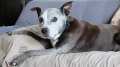 pitbull
