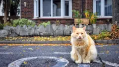 Кошка в Лондоне
