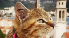 Nala