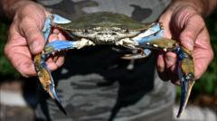 El cangrejo azul, el manjar que Venezuela tuvo que dejar de exportar a EE.UU.: "Mucha gente quedó en la calle"