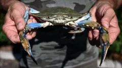 Um homem não identificado segura um siri-azul