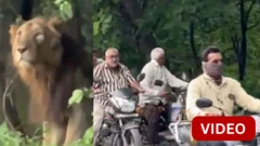 பரபரப்பான சாலையின் அருகே திடீரென வந்து நின்ற சிங்கம்