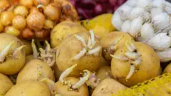 முளைவிட்ட உருளைக்கிழங்குகள் மற்றும் வெங்காயம் உட்கொள்வது நல்லதா? ஆரோக்கியம், உணவு, 