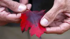 पत्ती