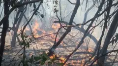 Balaa abiddaa Baalee aanaa Raayituu bosna hektaara 50 ol gube