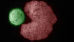 L'influence de l'humanité sur les organismes vivants