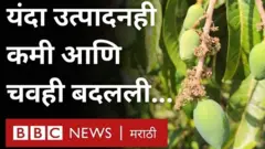 आंबा उत्पादन, गुजरात