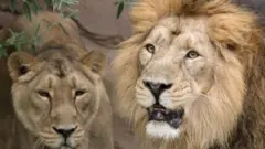 હૈદરાબાદના ઝૂમાં 8 સિંહોનો કોરોના રિપોર્ટ પૉઝિટિવ આવ્યો છે. ગુજરાત એશિયાટિક લાયનનું ઘર ગણાય છે.