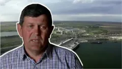 зерно, пшениця