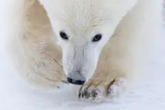 Um close de um jovem urso polar caminhando na neve, com a cabeça baixa e os olhos voltados para a câmera. A pelagem branca e macia se camufla com o chão nevado, com apenas os olhos escuros e o nariz bem definidos.