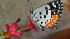 సీతాకోకచిలుక
