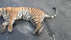 पर्सामा मारिएको बाघ
