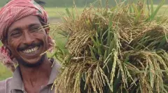 দেশীয় জাতের ধানের বড় সংগ্রহ আছে উবিনীগের