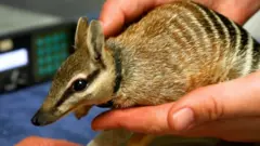 Australija numbati