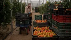 Agricultor com uma cesta de tomates no meio de uma estufa