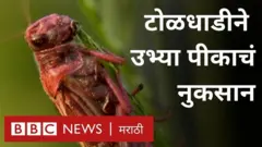 Locust