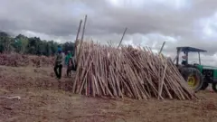 árvores sendo cortadas