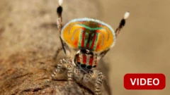 'மர்மமான டிஎன்ஏ' மூலம் உருவாகும் சிலந்தி இனங்கள்