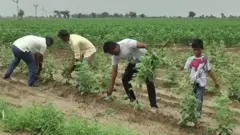 ખેડૂતો