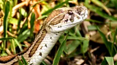 Russell's Viper ayaa ah maska ugu halista badan Bangaladesh.