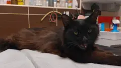 кіт Черчилль