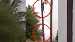 చిరుతలు