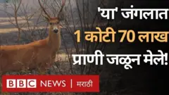 अॅमेझॉन जंगल, वणवा