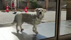 터키에서 한 강아지가 병원에 입원한 주인을 기다리며 6일 동안 병원 앞을 지켜 화제다.