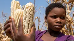La jeune fille zimbabwéenne, Vimbiso Chidamba, inspecte quelques-uns des quelques épis de maïs restants au milieu de la sécheresse