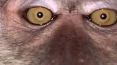 Suuraa viidiyoo qamaleen of waraabde jedhamteerraa kan ka'e