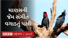 એ અનોખું પંખી ખુદ વાદ્ય બનાવી સંગીત વગાડે છે