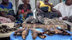 Abagore b'impunzi bariko baradandaza ifi mu nkambi y'impunzi ya Kakuma muri Kenya itariki 19/10/2018