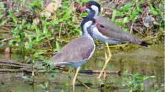 জলচর পাখি