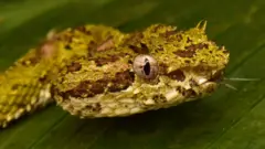 Cobra de pestana